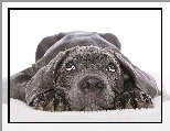 Czarny, Labrador Retriever , Szczeniak